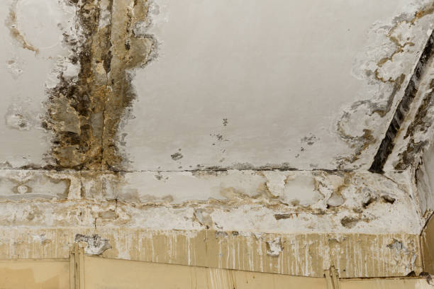 Why You Should Choose Our Mold Remediation Services in Milton, FL